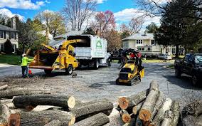How Our Tree Care Process Works  in  Beverly, NJ