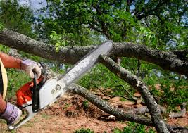 Best Lawn Renovation and Restoration  in Beverly, NJ