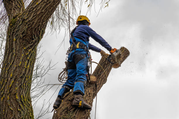 Beverly, NJ Tree Services Company
