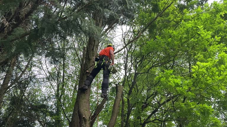 Best Storm Damage Tree Cleanup  in Beverly, NJ