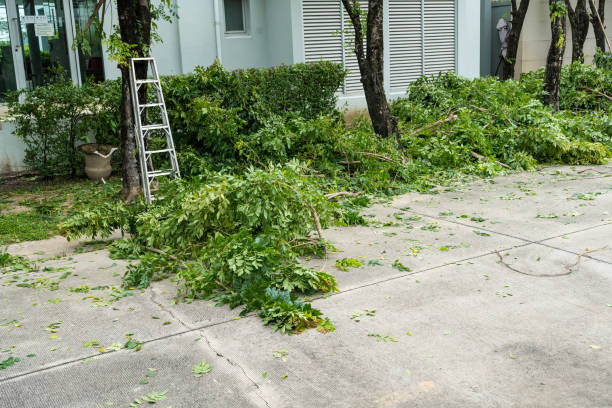 Best Tree Trimming and Pruning  in Beverly, NJ